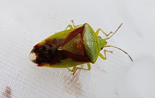 Elasmostethus sp.